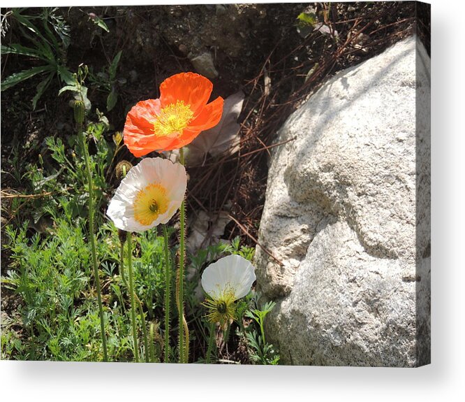 Southern California Poppies Acrylic Print featuring the photograph Poppies In The Sun by Helen Carson