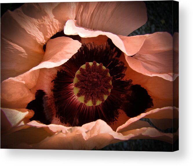Close-up Acrylic Print featuring the photograph Poppy Undressing by Ronda Broatch