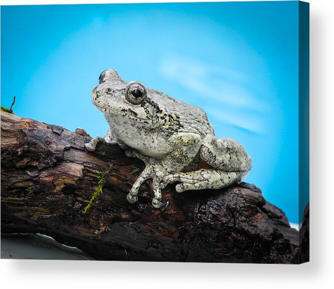 Fjm Multimedia Acrylic Print featuring the photograph Portrait of a Frog - 2 by Frank Mari