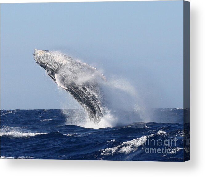 Whale Acrylic Print featuring the photograph Power by Fred Sheridan