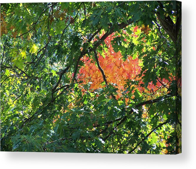 Photo Decor Acrylic Print featuring the photograph Prelude by Steven Huszar