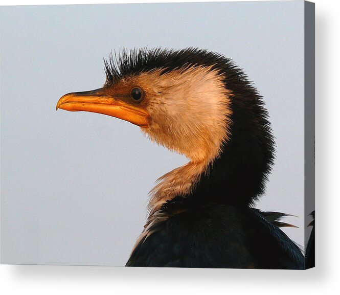Cormorant Acrylic Print featuring the photograph Profile Of A Young Cormorant by Evelyn Tambour