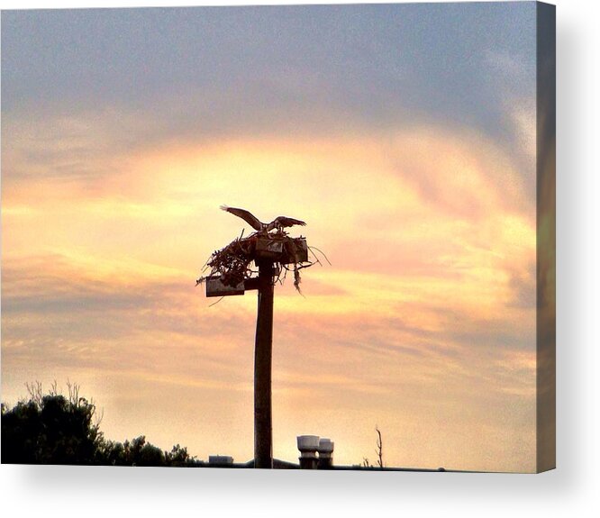 Osprey Acrylic Print featuring the photograph Protecting the Nest by Chris Montcalmo