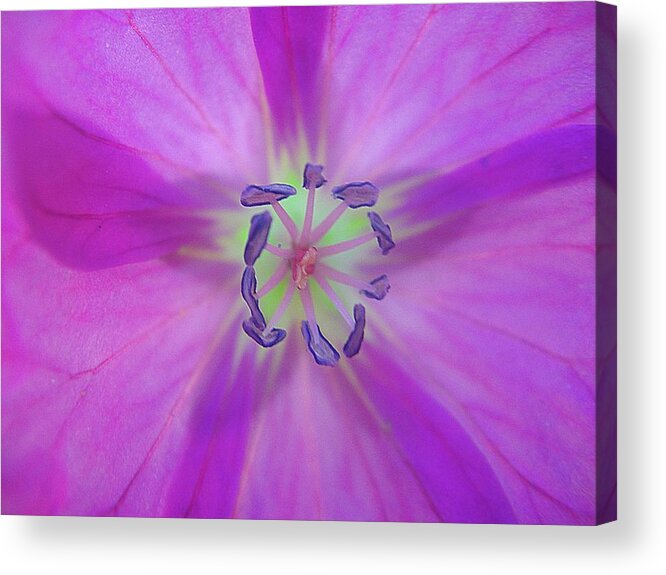 Purple Acrylic Print featuring the photograph Purple flower star by Karin Ravasio