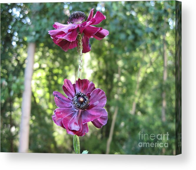 Trees Acrylic Print featuring the photograph Purple Flowers by HEVi FineArt