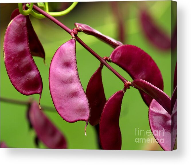 Purple Hyacinth Bean Acrylic Print featuring the photograph Purple Hyacinth Beans in September by Anna Lisa Yoder