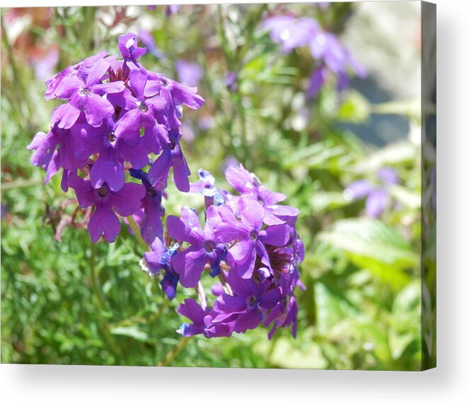 Purple Flower Acrylic Print featuring the photograph Purple Phlox by Pema Hou
