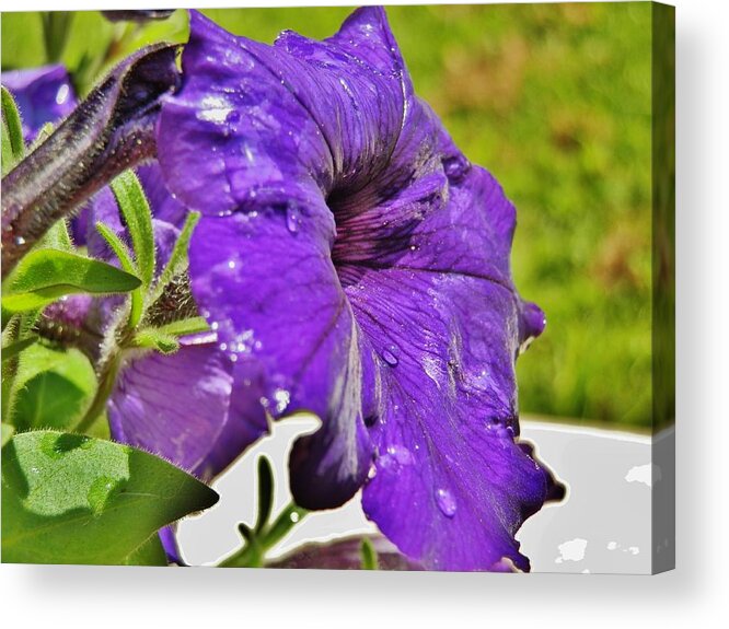 Flower Acrylic Print featuring the photograph Purple Taffeta by VLee Watson