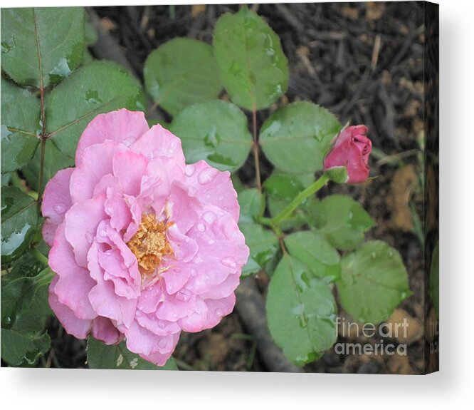 Rose Acrylic Print featuring the photograph Rain Kissed Rose by HEVi FineArt