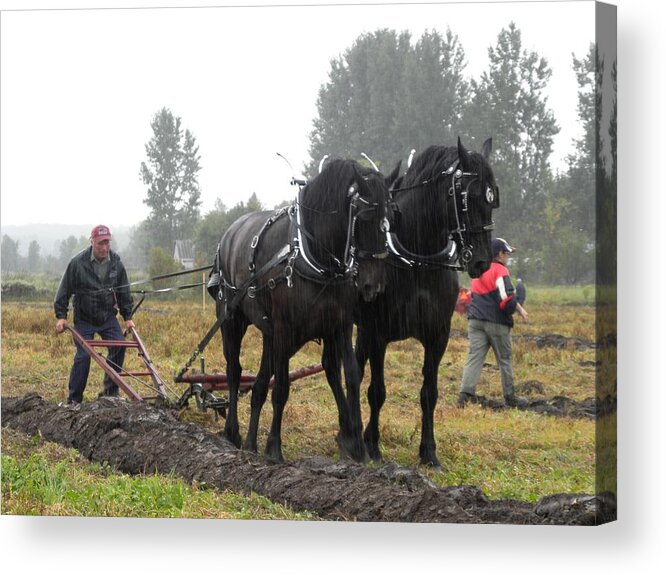 Prescott County Plowing Match Acrylic Print featuring the photograph Rain or Shine by Peggy McDonald