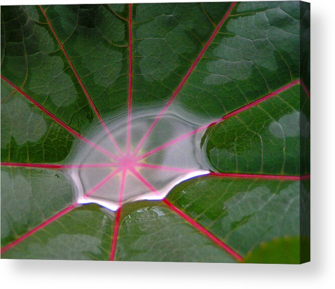 Puddle Acrylic Print featuring the photograph Rain Puddle by Gigi Dequanne