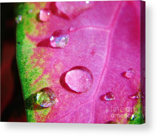 Colorful Acrylic Print featuring the photograph Raindrop On The Leaf by D Hackett