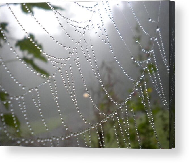 Web Acrylic Print featuring the photograph Raindrop Pearls in Fog by Diannah Lynch