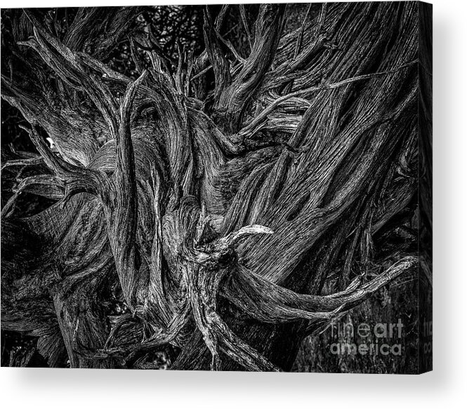 Pinyon Limbs Roots Acrylic Print featuring the photograph Ravages of Time II by David Waldrop