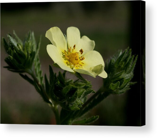 Flower Acrylic Print featuring the photograph Reaching To Heaven by Karen Harrison Brown