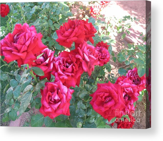 Reds Acrylic Print featuring the photograph Red and Pink Roses by Chrisann Ellis