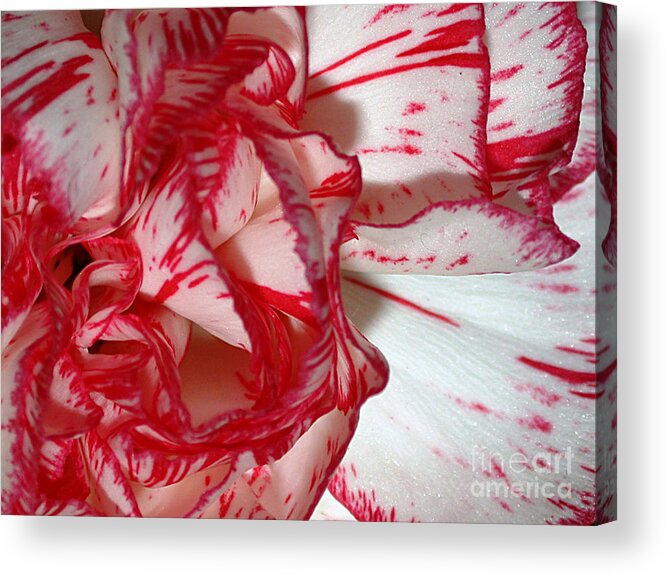 Carnation Acrylic Print featuring the photograph Red And White Carnation by Living Color Photography Lorraine Lynch