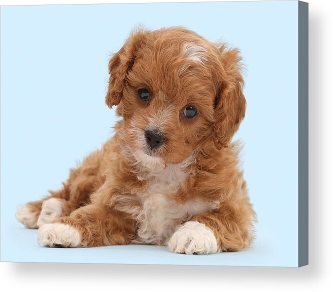 Nature Acrylic Print featuring the photograph Red And White Cavappo Puppy by Mark Taylor