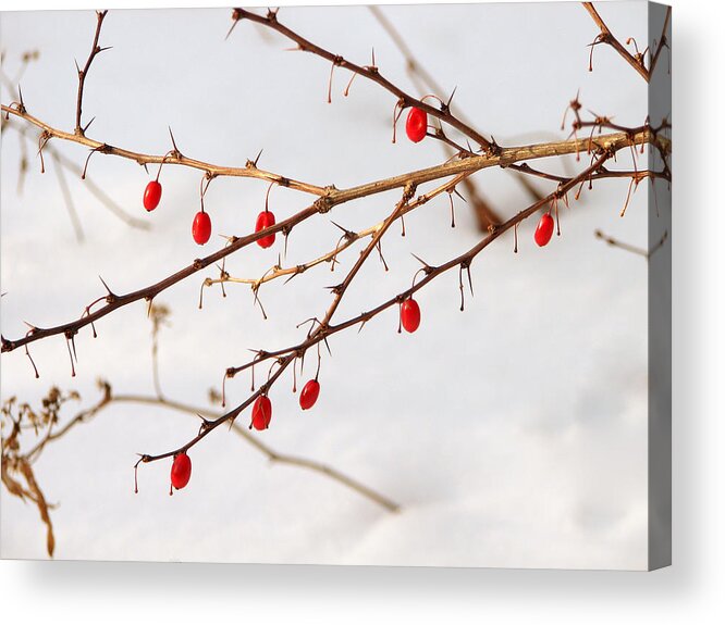 Berries Acrylic Print featuring the photograph Red and White by Gary Blackman
