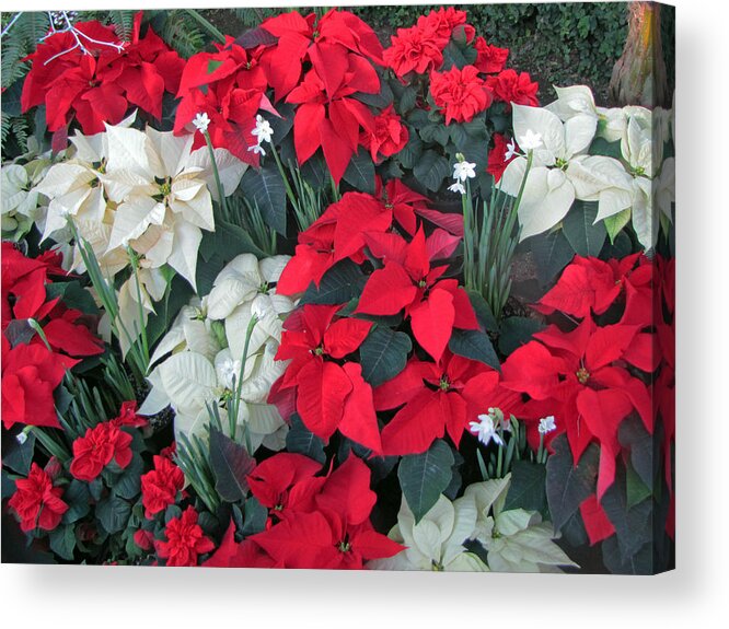 Festive Acrylic Print featuring the photograph Red and White Poinsettias by Tikvah's Hope