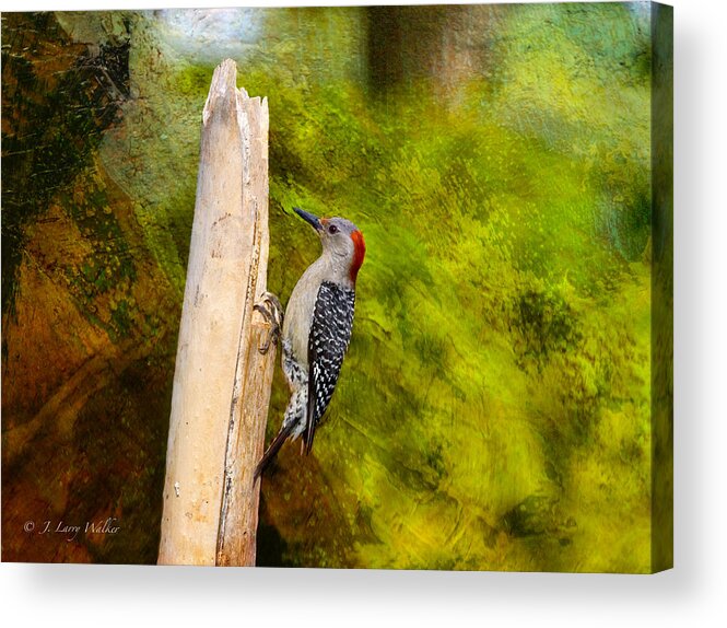 J Larry Walker Acrylic Print featuring the digital art Red-Bellied Woodpecker Happily Pecks by J Larry Walker