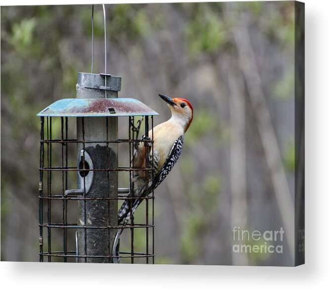 Red Bellied Woodpecker Acrylic Print featuring the photograph Red Bellied Woodpecker by Judy Wolinsky