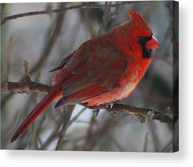 Bird Acrylic Print featuring the photograph Red Cardinal at Rest by Bruce Bley