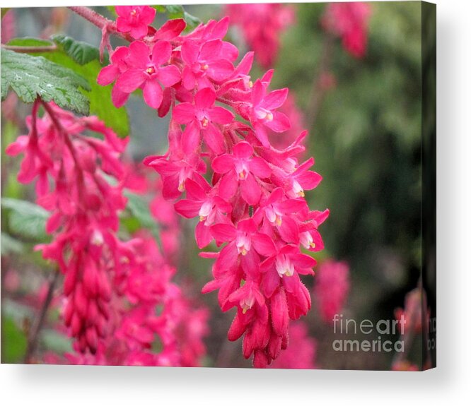  Blossom Acrylic Print featuring the photograph Red-Flowering Currant Blossom by Lena Photo Art