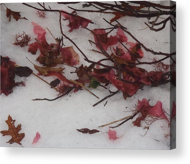 Seaweed Acrylic Print featuring the photograph Red in Winter by Robert Nickologianis