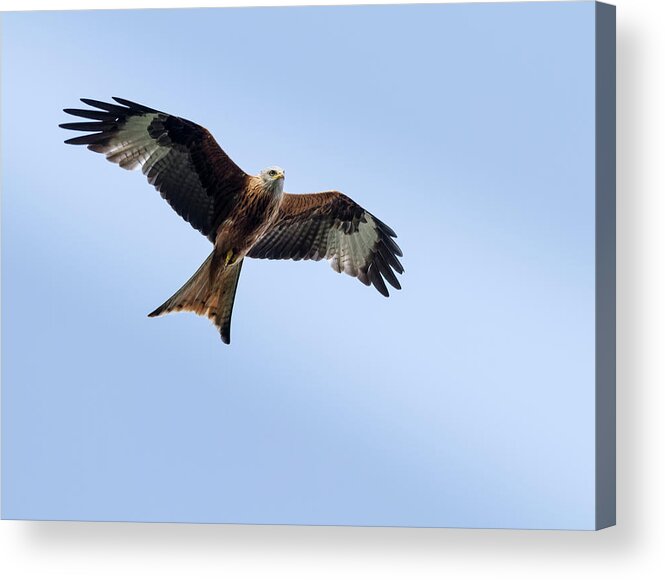 Animal Themes Acrylic Print featuring the photograph Red Kite In Flight by Ian Gethings