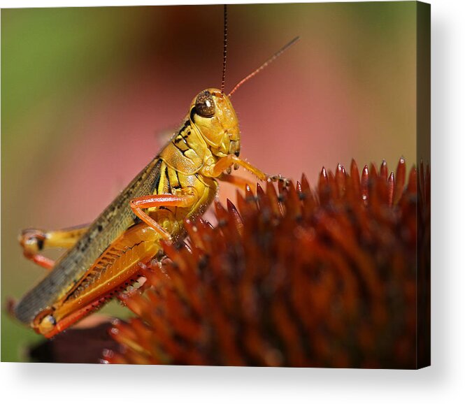 Grasshopper Acrylic Print featuring the photograph Red Legged Locust by Juergen Roth
