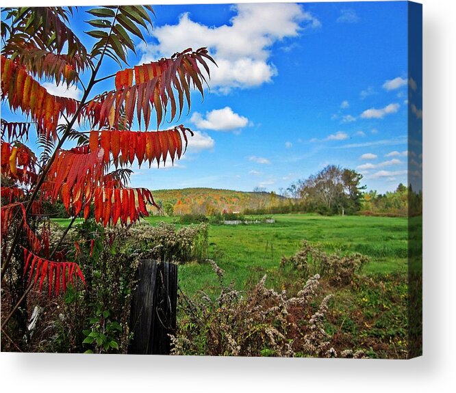 Field Acrylic Print featuring the photograph Red Sumac Field by MTBobbins Photography