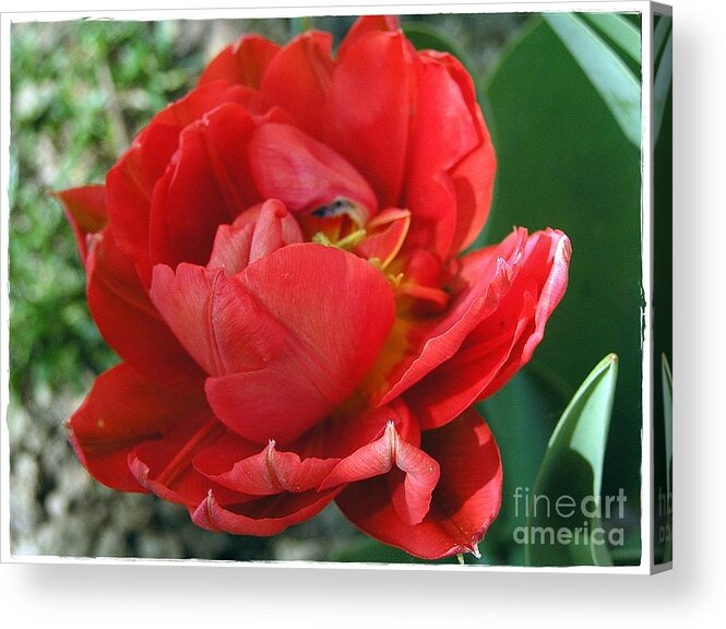Red Tulip Acrylic Print featuring the photograph Red Tulip by Vesna Martinjak