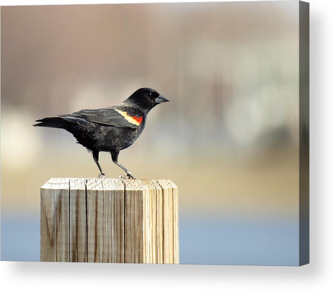 Red Winged Blackbird Acrylic Print featuring the photograph Red Winged Blackbird by Thomas Young