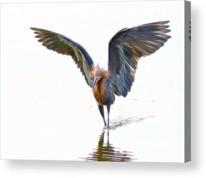 Reddish Egret Acrylic Print featuring the digital art Reddish Egret 3 by William Horden