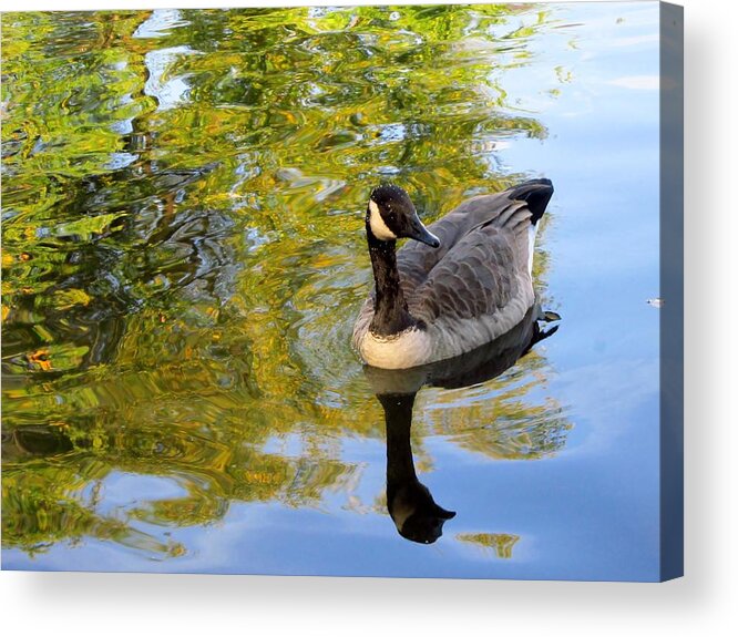 Canada Geese Acrylic Print featuring the photograph Reflecting by Cynthia Clark