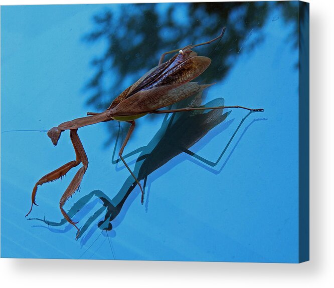 Insects Acrylic Print featuring the photograph Reflections of a Mantis by Jennifer Robin