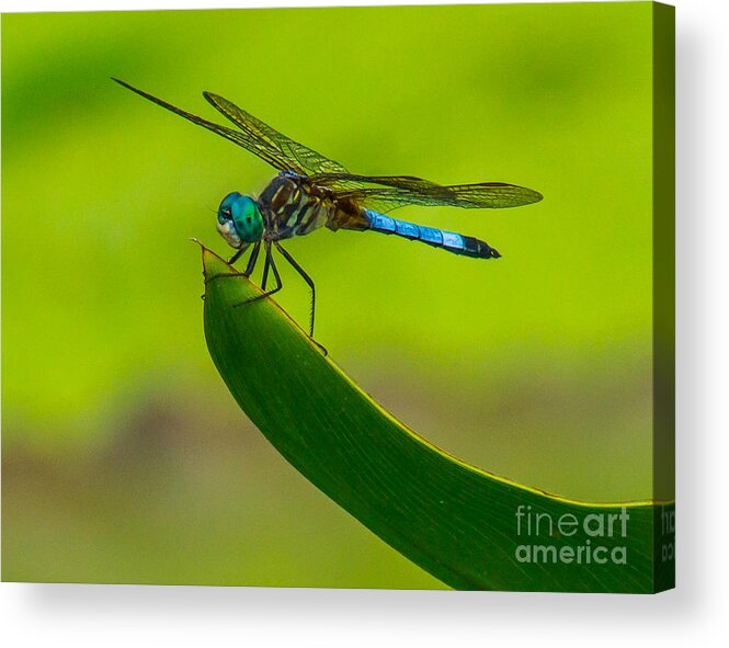 Animals Acrylic Print featuring the photograph Resting Dragonfly by Nick Zelinsky Jr