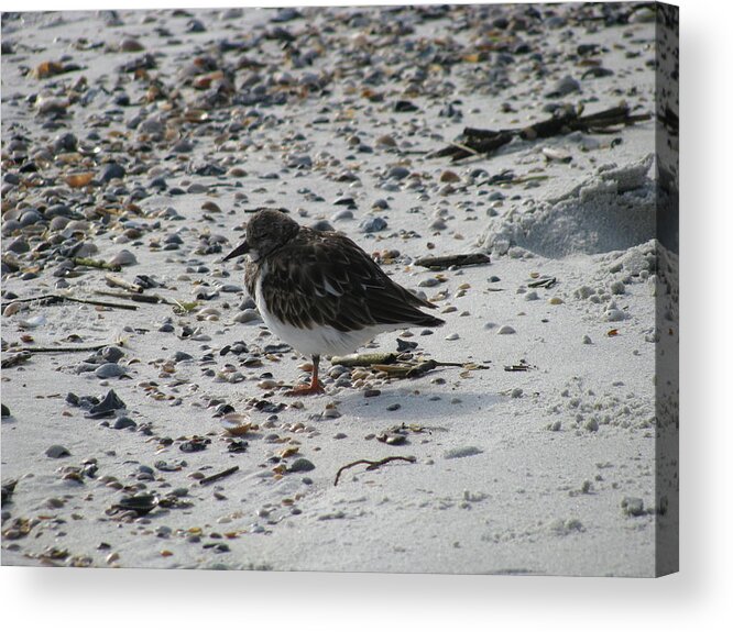 Landscape Acrylic Print featuring the photograph Resting Ruddy by Ellen Meakin