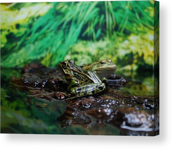 Frog Acrylic Print featuring the photograph Ribbit by Richard Reeve