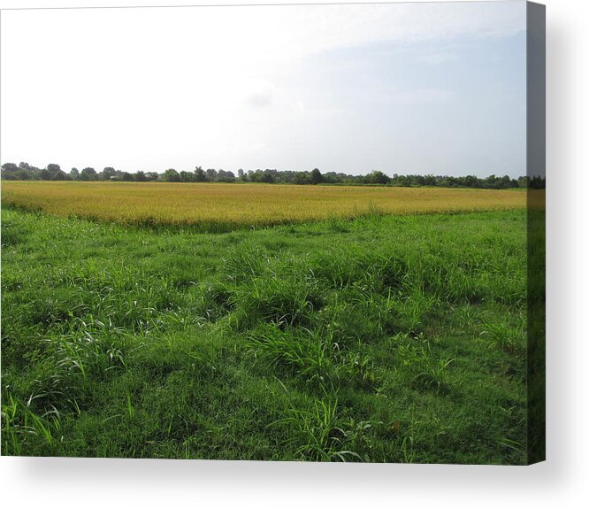Rice Acrylic Print featuring the photograph Rice Field by Beth Vincent