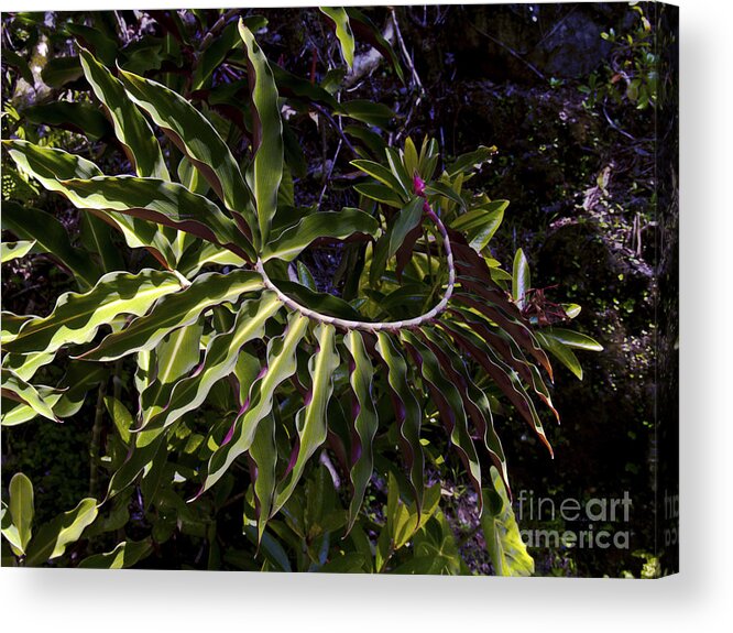 Flower Photography Acrylic Print featuring the photograph Ring Around by Patricia Griffin Brett