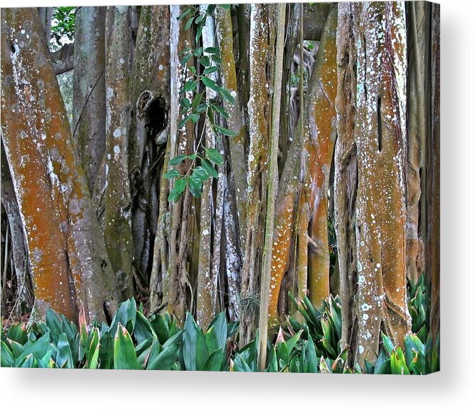 Ringling Bayfront Garden Acrylic Print featuring the digital art Ringling Trees 1 by Maria Huntley