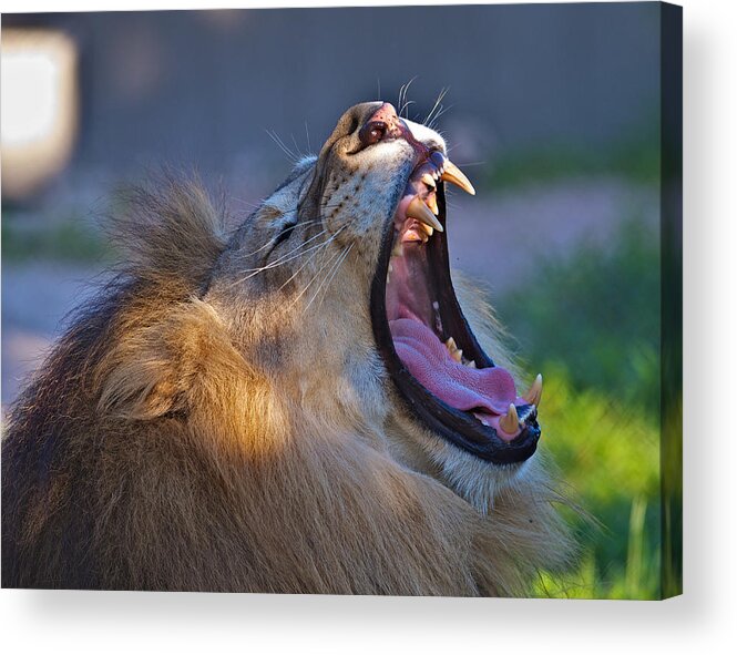 Lion Acrylic Print featuring the photograph Roaring Lion by Jay Campbell