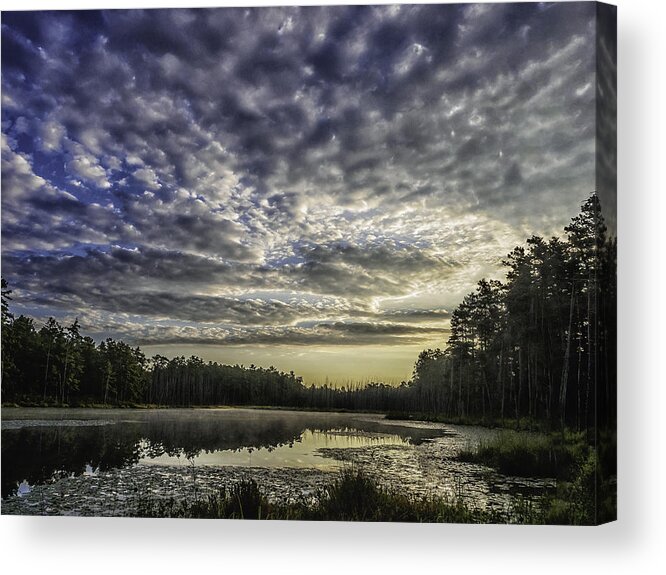 Nature Acrylic Print featuring the photograph Roberts Branch Pine-lands Landscape by Louis Dallara