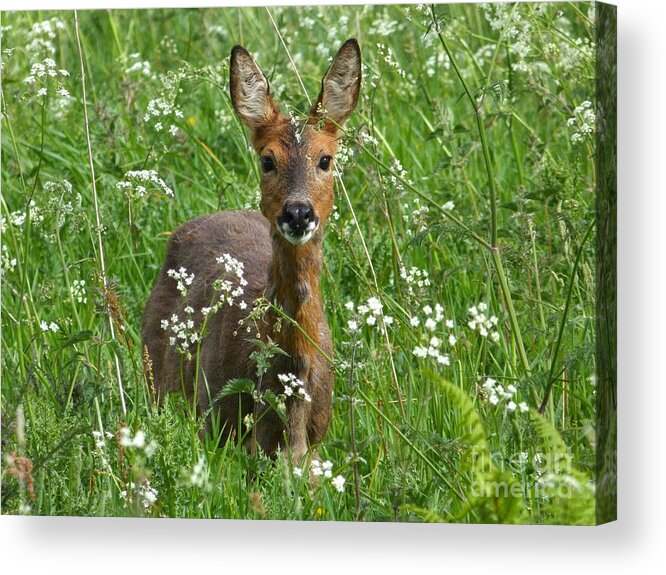 Roe Acrylic Print featuring the photograph Roe Doe in early Summer by Phil Banks