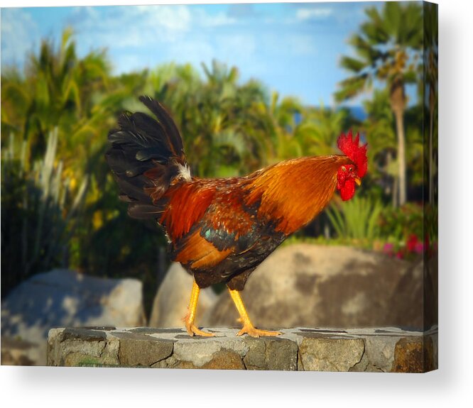 Catamaran Acrylic Print featuring the photograph Caribbean Rooster by Kathryn McBride