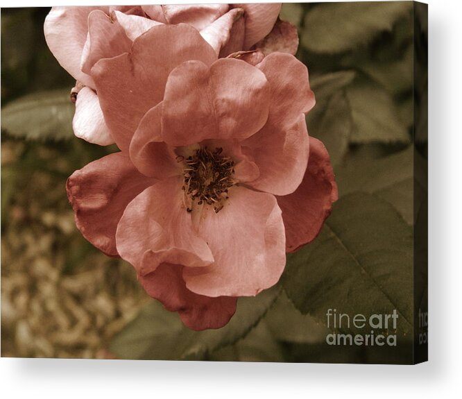 Rose Acrylic Print featuring the photograph Rose by Andrea Anderegg
