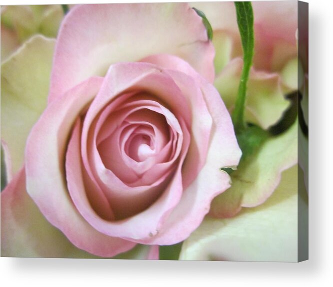Flowerromance Acrylic Print featuring the photograph Rose dream by Rosita Larsson
