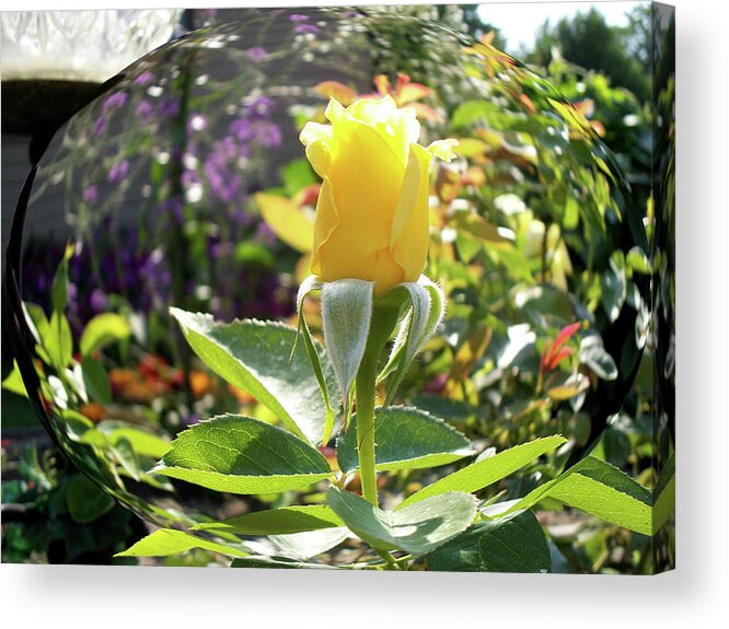Flowers Acrylic Print featuring the photograph Rose In A Bubble Digital Art by Thomas Woolworth